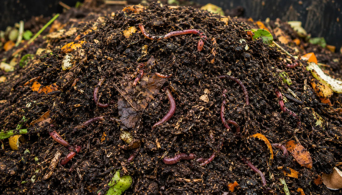 Rich compost dirt