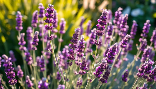 Lavender plant