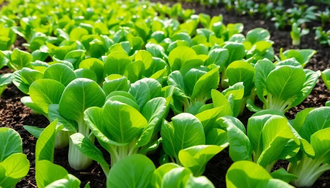How to Grow Bok Choy from Seed – Your Complete NZ Growing Guide Botanical Love