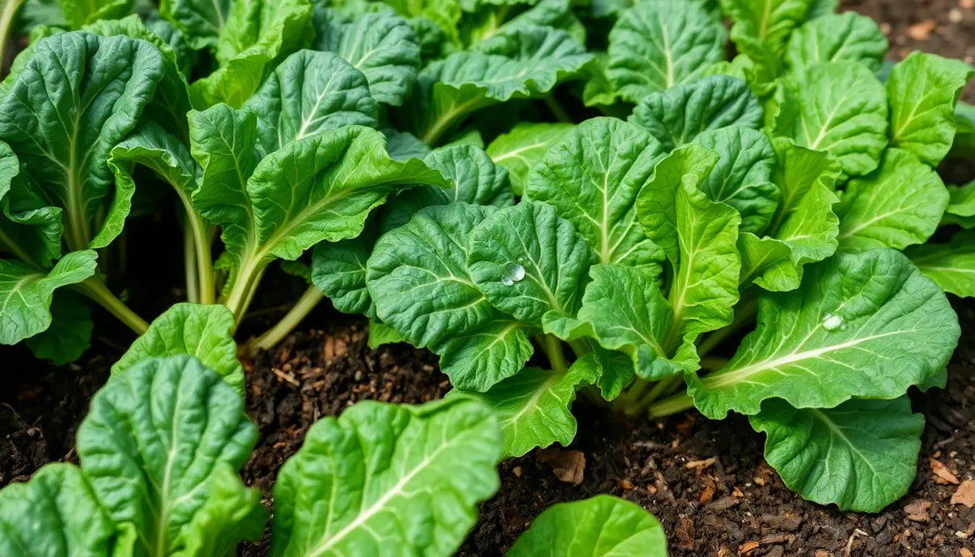 Grow Silverbeet from Seeds: Your Complete NZ Gardening Guide Botanical Love