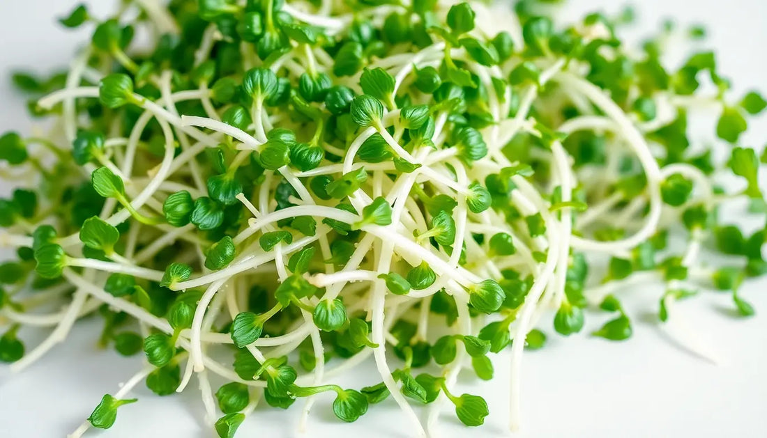 Growing Health Sprouts at Home: Your Complete Guide to Indoor Sprouting Superfoods Botanical Love