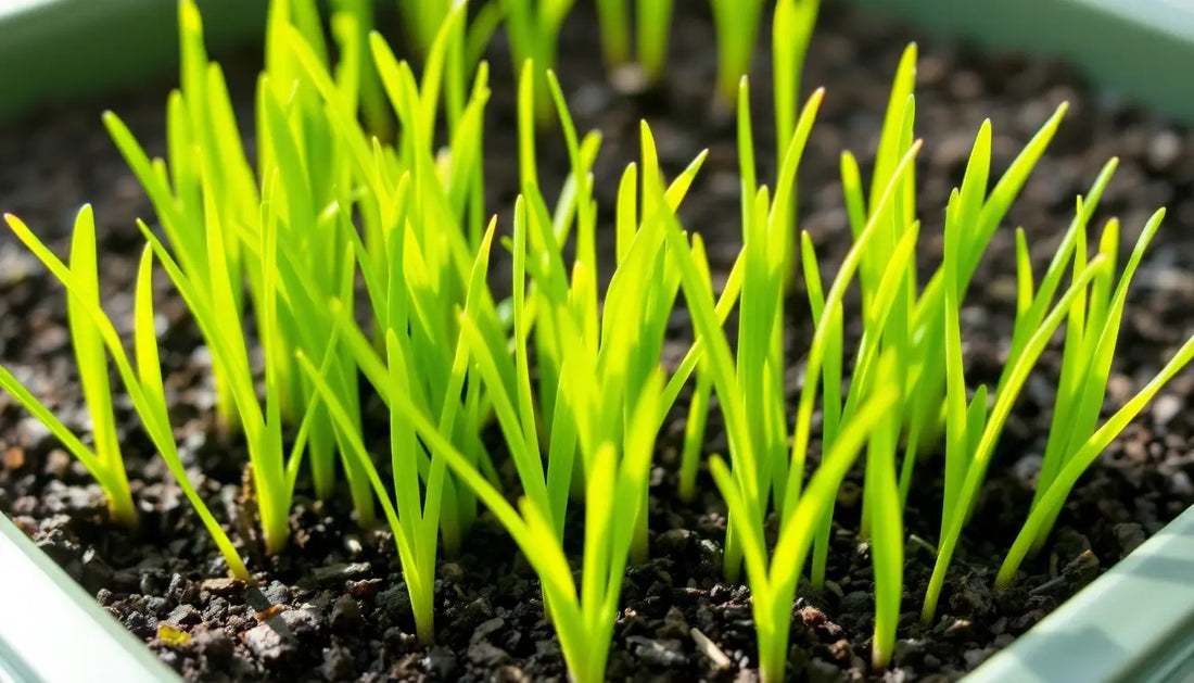 How to Grow Wheatgrass: The Complete Guide to Growing Fresh Wheatgrass at Home Botanical Love