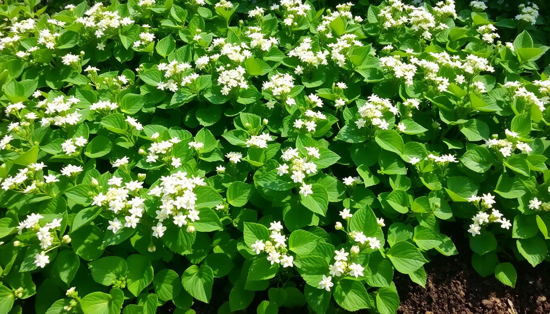 How to Grow Buckwheat from Seeds – Your Complete Guide to Growing Buckwheat in New Zealand Botanical Love