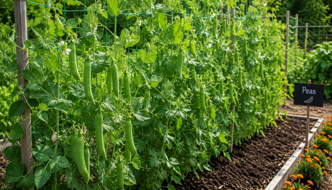 Pea plants in vegetable garden
