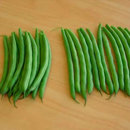 Dwarf Bean Seeds - Labrador Botanical Love