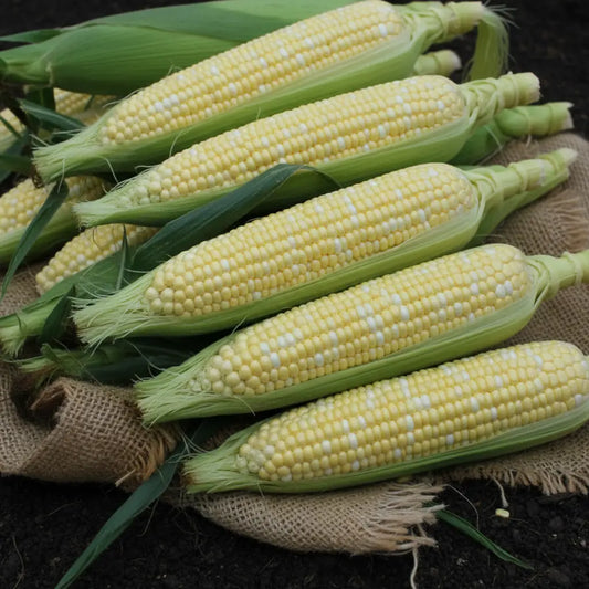 Sweetcorn - Buffalo Hybrid seeds Botanical Love