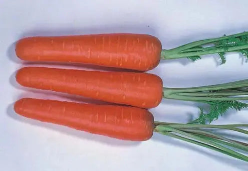 Botanical Love Carrot Seeds New Kuroda