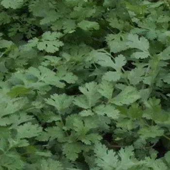 Coriander seeds botanical love