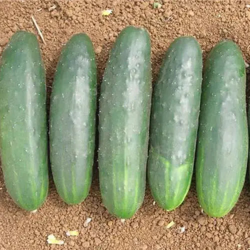 Cucumber Moneymaker