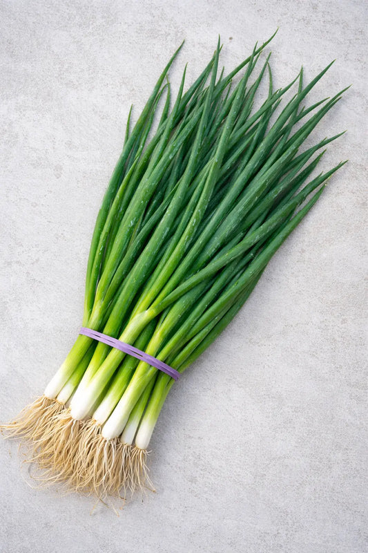 Spring Onion - Zeffa Seeds Botanical Love