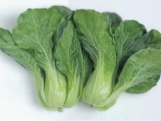 Bok Choy / Pak Choi Seeds