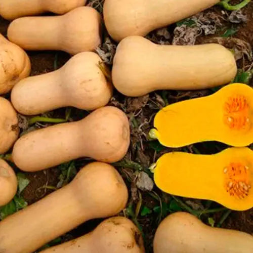 Butternut squash varieties including Waltham, showcasing rich texture and flavor for culinary use