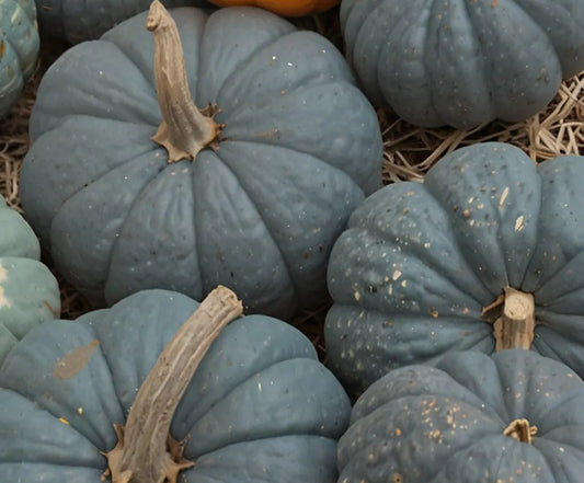 Queensland Blue Pumpkin Heirloom - Seeds Botanical Love