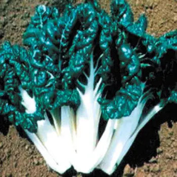 Silverbeet success seeds botanical love