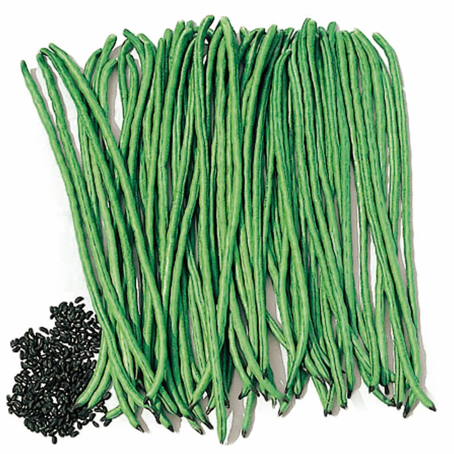 Snake Bean Seeds Botanical Love