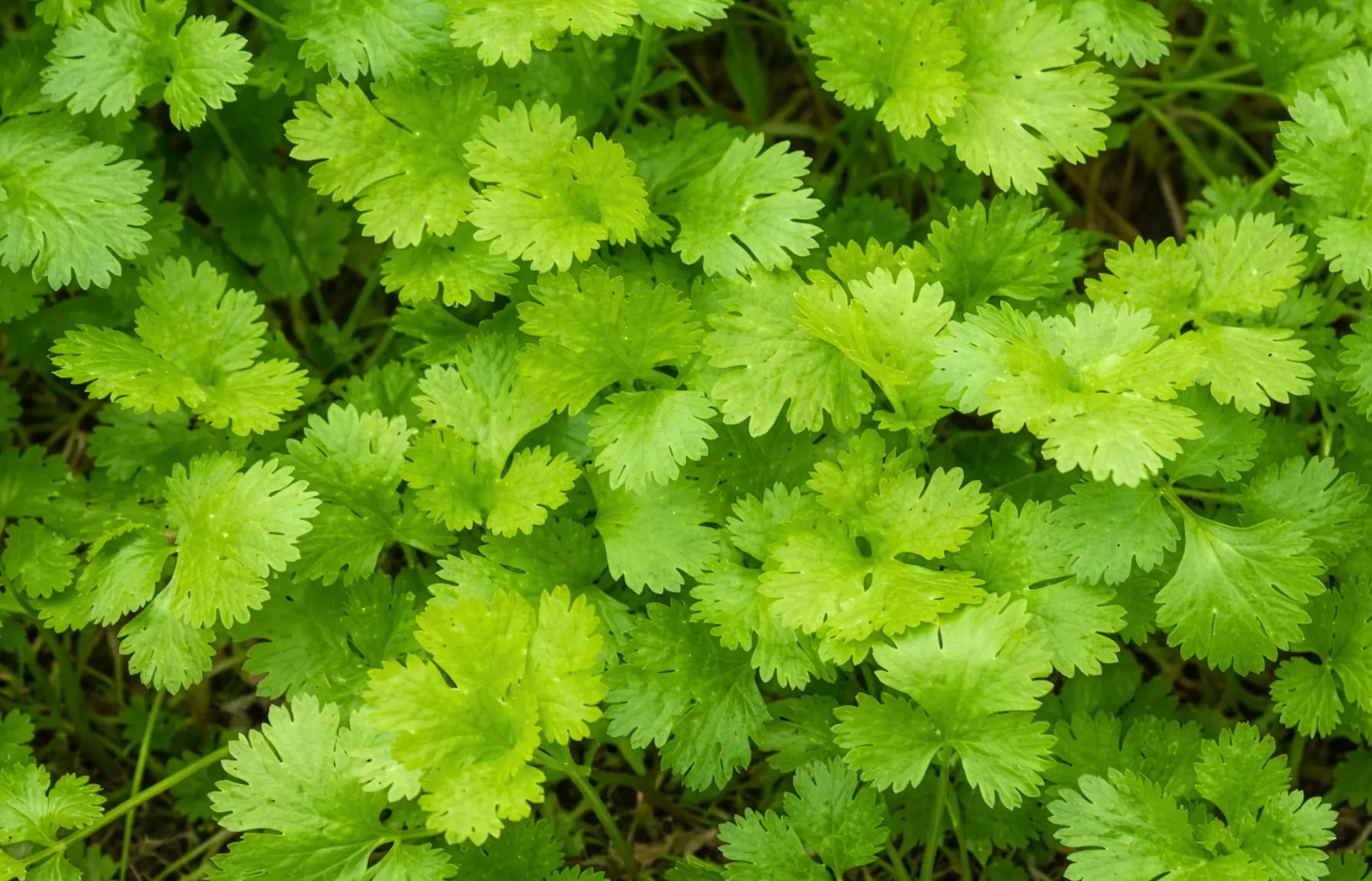 Herb: Coriander Seeds Botanical Love