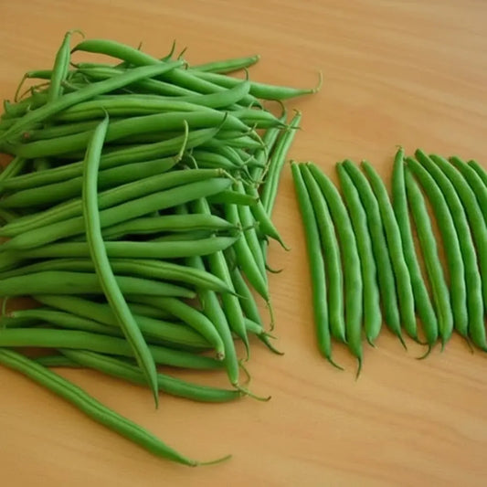 Dwarf Beans - Labrador seeds
