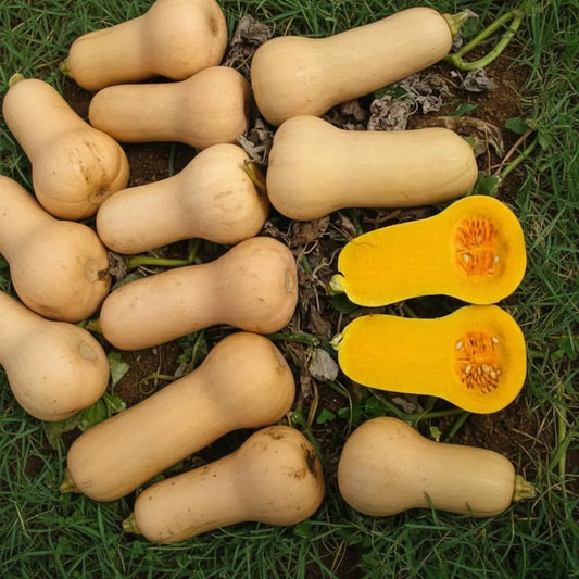 Pumpkin / Winter Squash - Butternut Waltham seeds
