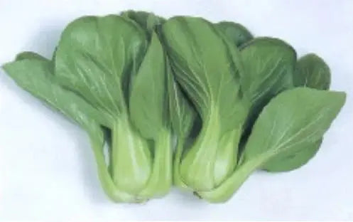 pak choy green seeds botanical love