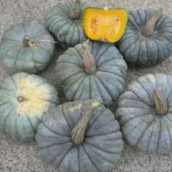 High-quality Queensland pumpkin seeds packed with nutrients for health-conscious consumers seeking natural snack options.