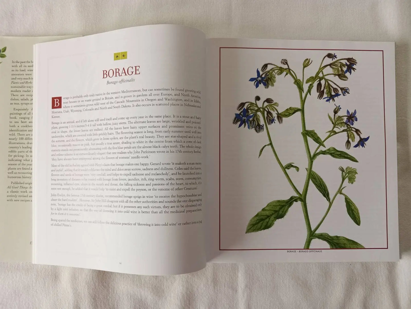 Book - Edible Wild Plants & Herbs: Field Guide & Cookbook with 400 Recipes | Pamela Michael Botanical Love